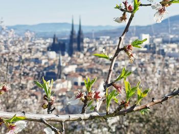 Close-up of cherry blossom against sky