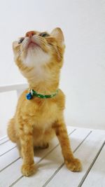 Dog sitting on floor