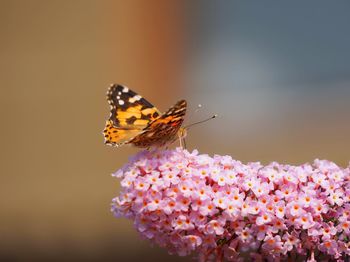 Butterfly pollinating on flower