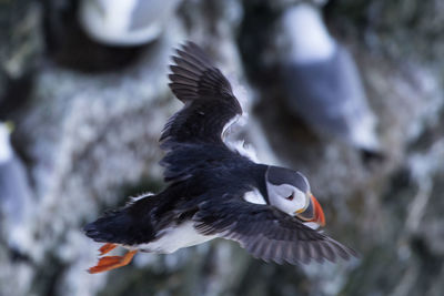 Close-up of bird flying