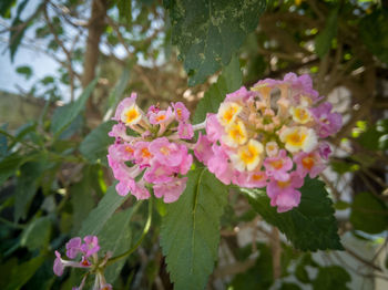 Close-up of pink flowering plant