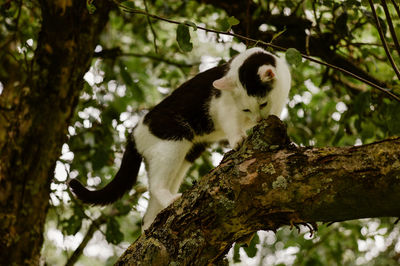 Low angle view of monkey sitting on tree