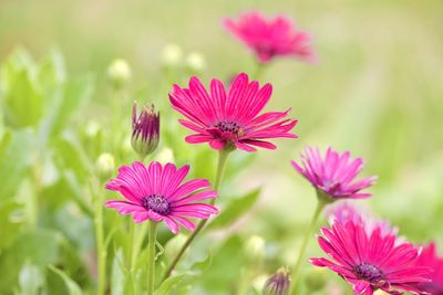 Close-up of pink flowering plants