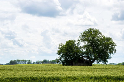 Scenic view of agricultural field against sky