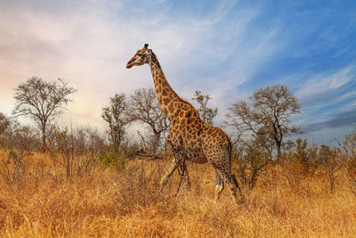 Deer standing on field against sky