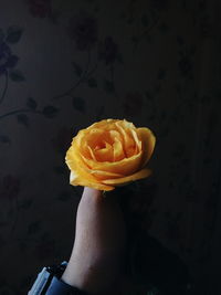 Close-up of cropped hand holding yellow rose at home
