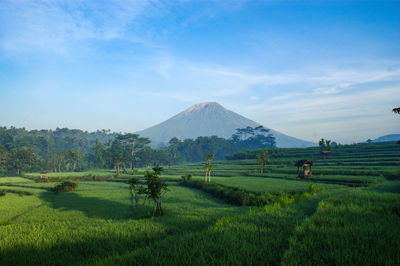 Scenic view of agricultural field against sky