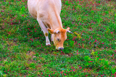Close-up of a dog on field