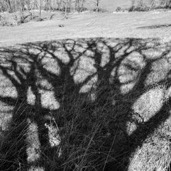 High angle view of trees on field during winter