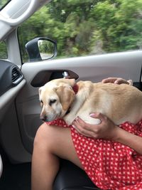 Dog lying in car