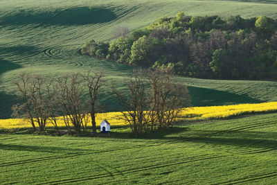 Scenic view of field against trees