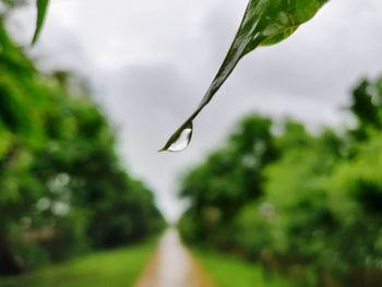 Close-up of wet plant