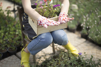 Low section of woman holding flowering in crate while wearing gloves