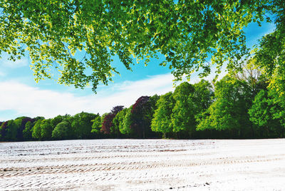 Trees on landscape against cloudy sky