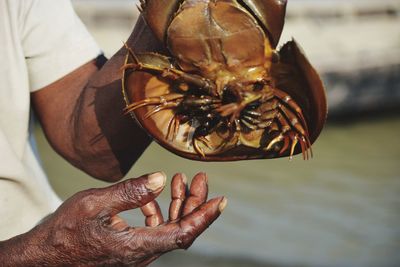 Close-up of man holding ice crab