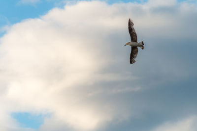 Low angle view of bird flying in sky