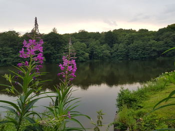 Scenic view of lake and purple flowering plants against sky