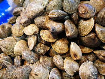 Close-up of clams for sale in market