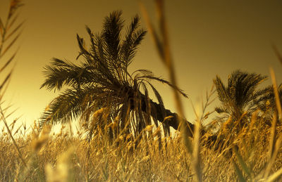 Low angle view of palm trees against sky during sunset