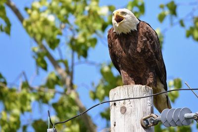 Low angle view of eagle perching on wooden post against sky
