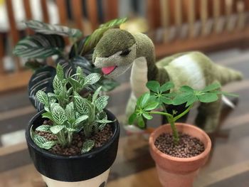 Close-up of potted plant on table