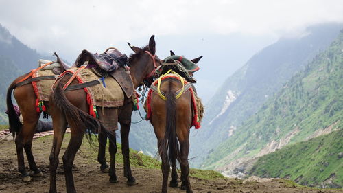 Horse cart on mountain against sky