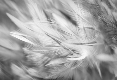 Close-up of feather on plant