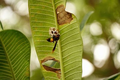 Close-up of insect on leaves