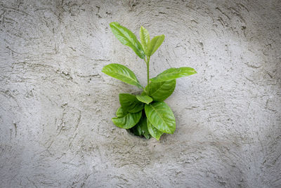 Close-up of leaves on plant against wall