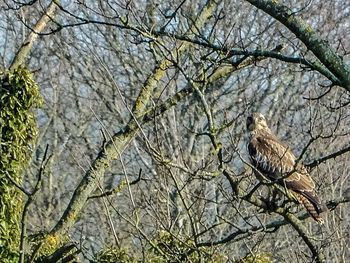 Bird on tree trunk