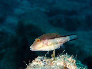 Close-up of fish swimming in sea