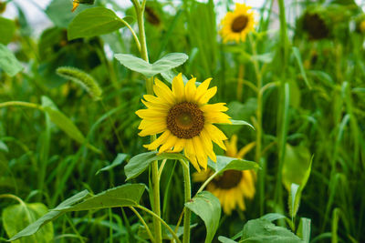 Close-up of yellow flowering plant on field