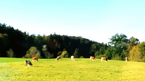 Horses on grassy field against clear blue sky