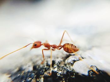 Close-up of insect on sea