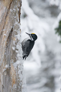 American three-toed woodpecker along the skyline trail on a winter morning, cape breton highlands