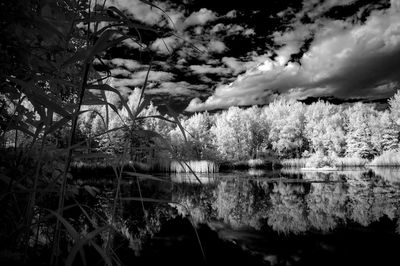 Close-up of tree by lake against sky