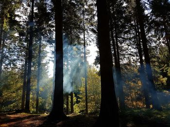 Trees in forest against sky