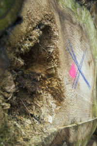 Close-up of insect on tree trunk