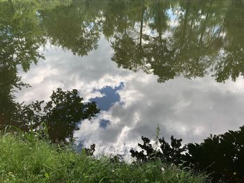 Low angle view of trees against sky