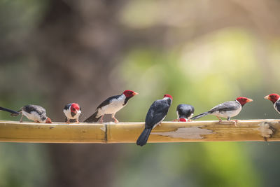 Close-up of bird perching