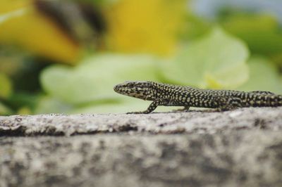 Close-up of lizard