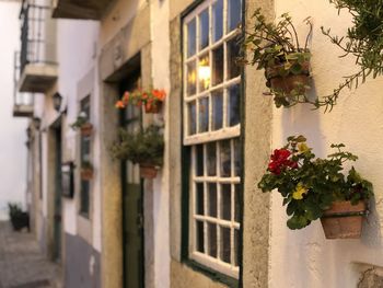 Potted plant on wall of building