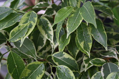 Close-up of wet leaves. ficus
