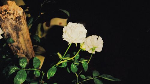 Close-up of flowers against black background