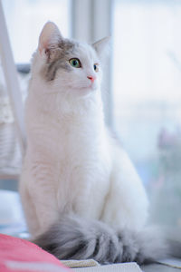 Close-up of white cat at home