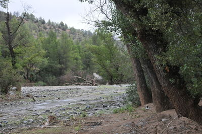 Scenic view of trees in forest against sky