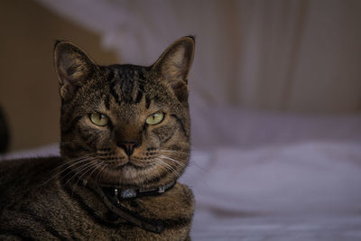 Close-up portrait of a cat