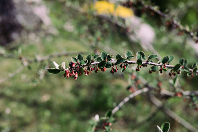 Close-up of berries growing on tree