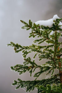 Low angle view of pine tree against sky