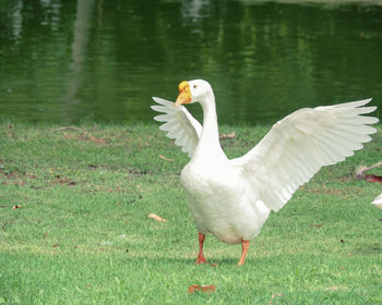 White duck on a lake